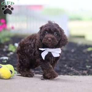 Alex, Cockapoo Puppy